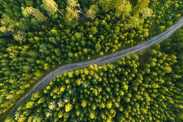 Photo d'une route traversant une foret vu du dessus pour le header MACF